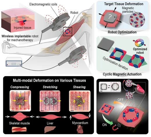 Thumbnail for Wireless magnetic robot for precise hierarchical control of tissue deformation.