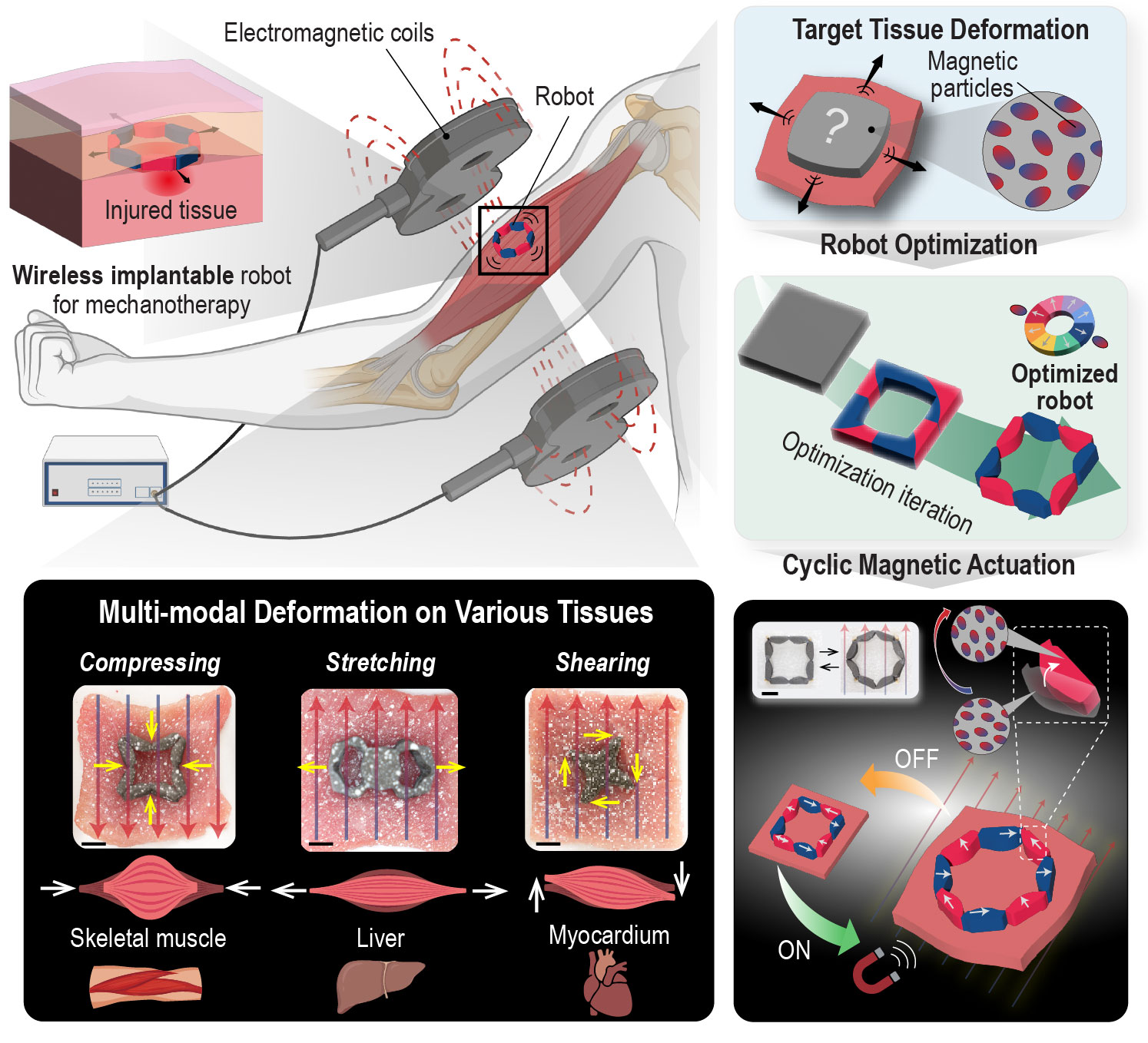 Thumbnail for Wireless magnetic robot for precise hierarchical control of tissue deformation.